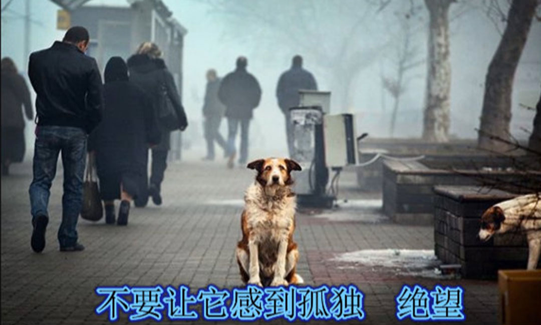 遂宁爱影圈微博微信转发案例